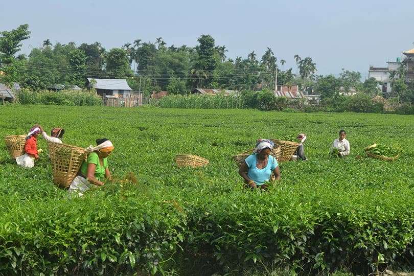 भारतको नयाँ चिया मापदण्डपछि बन्द इलामका ५३ उद्योग पुनः सञ्चालन हुने